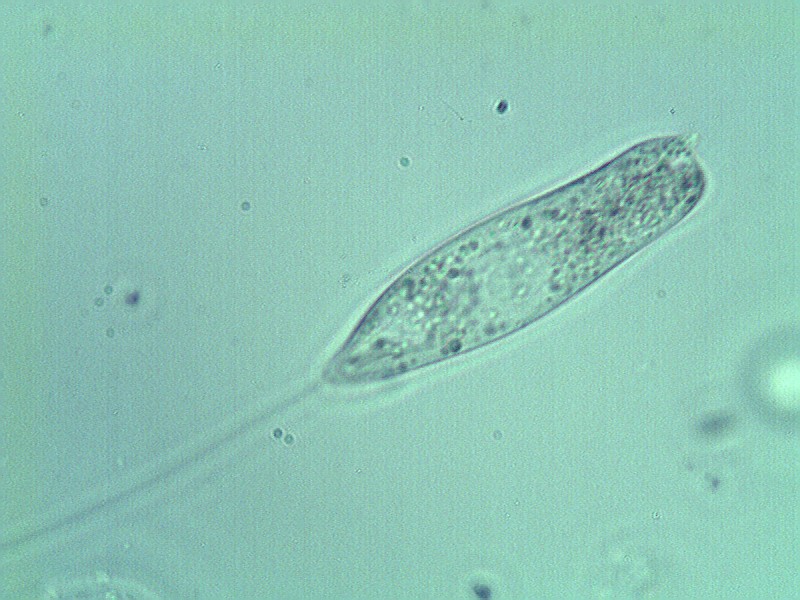 طحلب اليوجلينا Euglena Euglen26