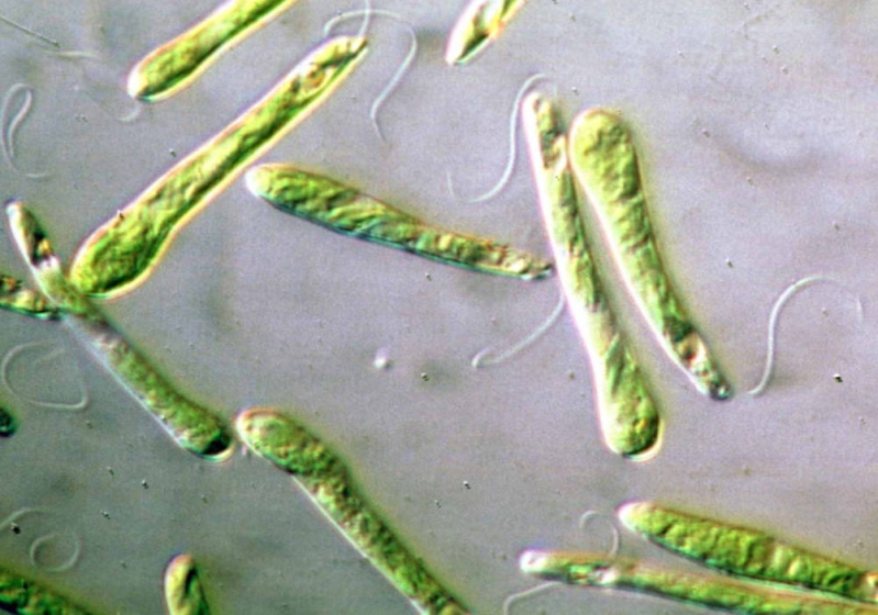 طحلب يوجلينا  Euglena Grass-10