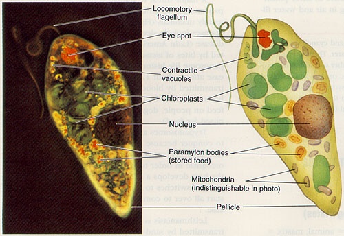 طحلب يوجلينا Euglena H_bmp10