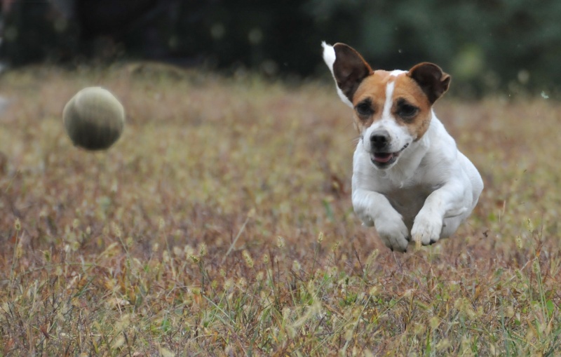 Domenica 30 ottobre - Stage di addestramento al cinghiale con cani in muta - Pagina 4 Dsc_3212