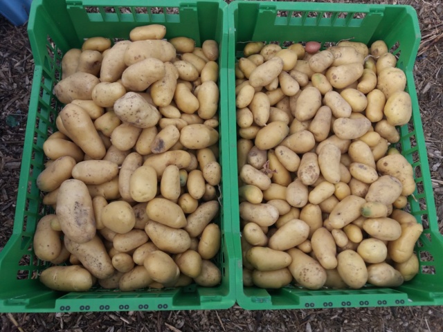plants de patates - Page 16 20180744