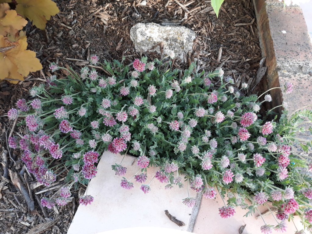 Antennaria dioica - Page 2 20190534