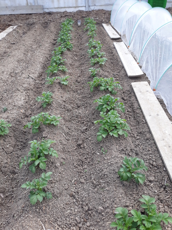 Le potager de Fab77 - Page 5 20190550