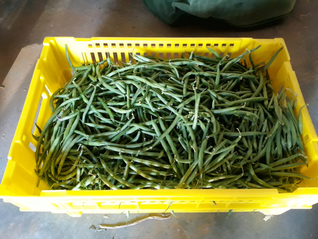 haricot vert - Page 17 20190813
