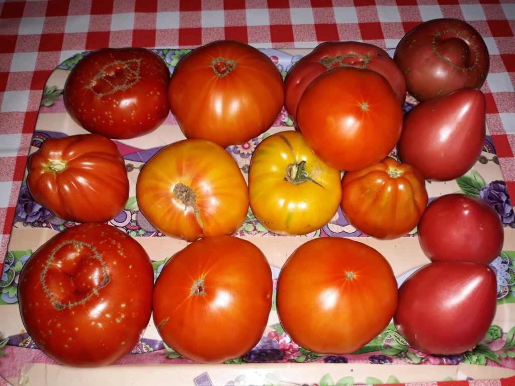 Tomates 2019 - 2020 - 2021 - 2022 - Page 13 20190911