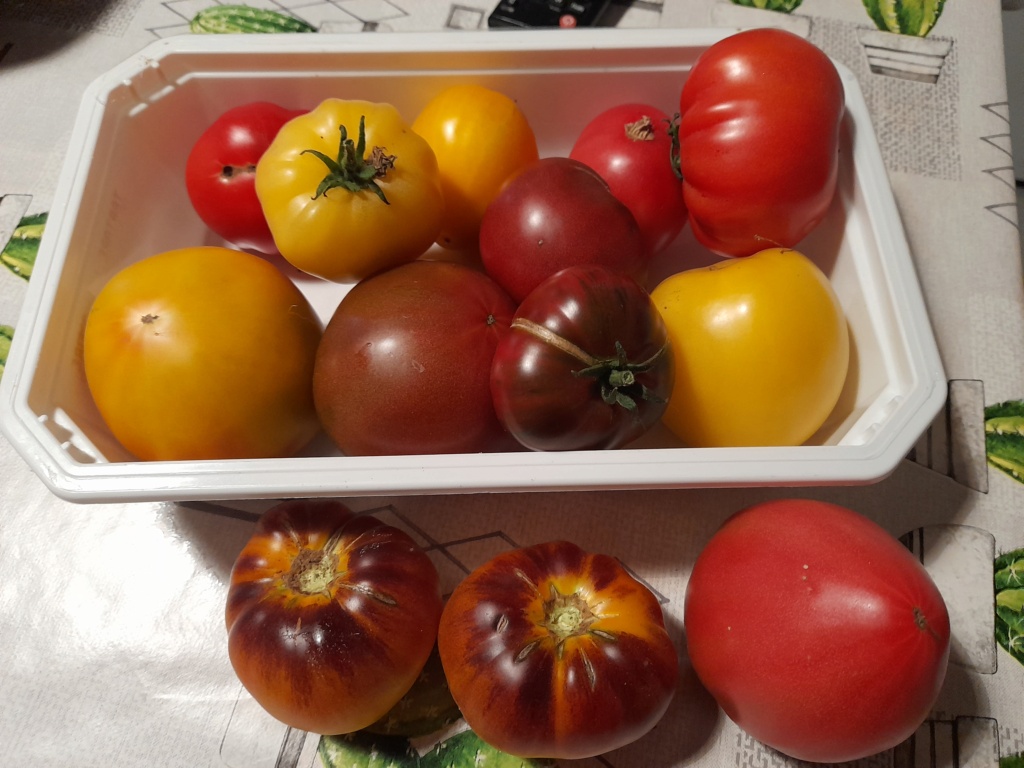 Tomates 2019 - 2020 - 2021 - 2022 - Page 30 20210828