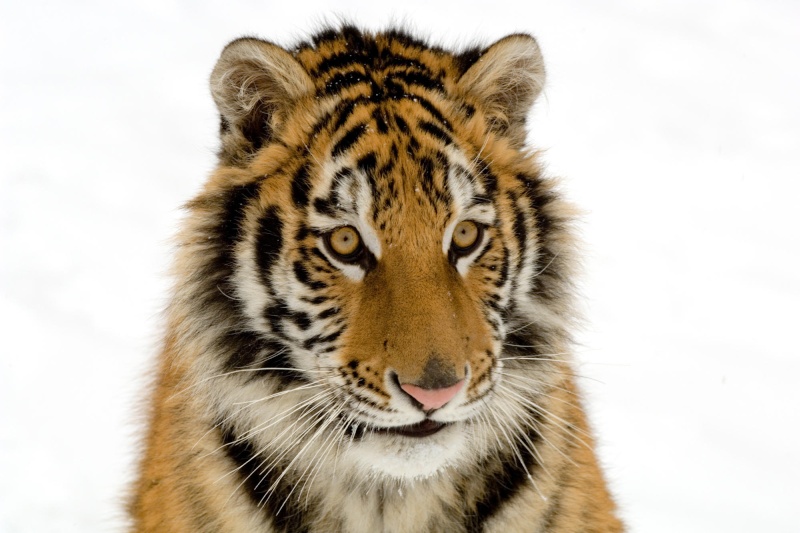 Proposition de Logo personnalis pour Shanti Tigers10