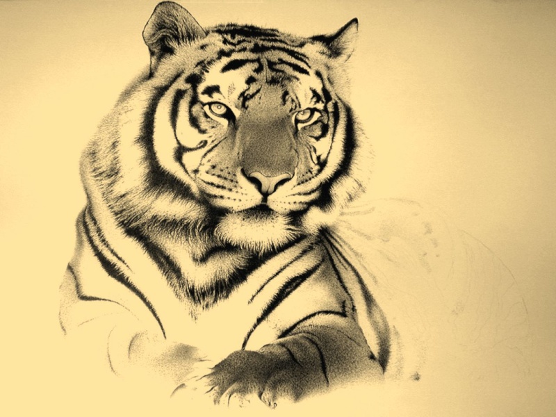 Proposition de Logo personnalis pour Shanti Tigres10