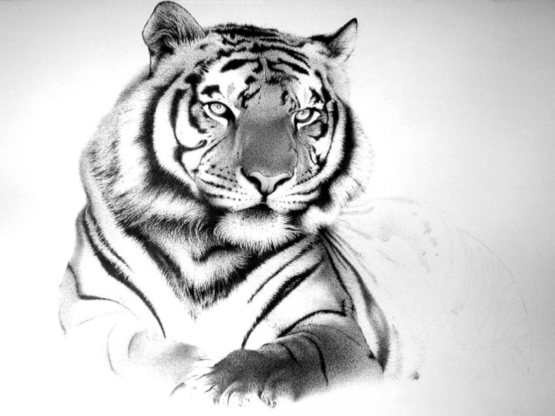Proposition de Logo personnalis pour Shanti Tigres11