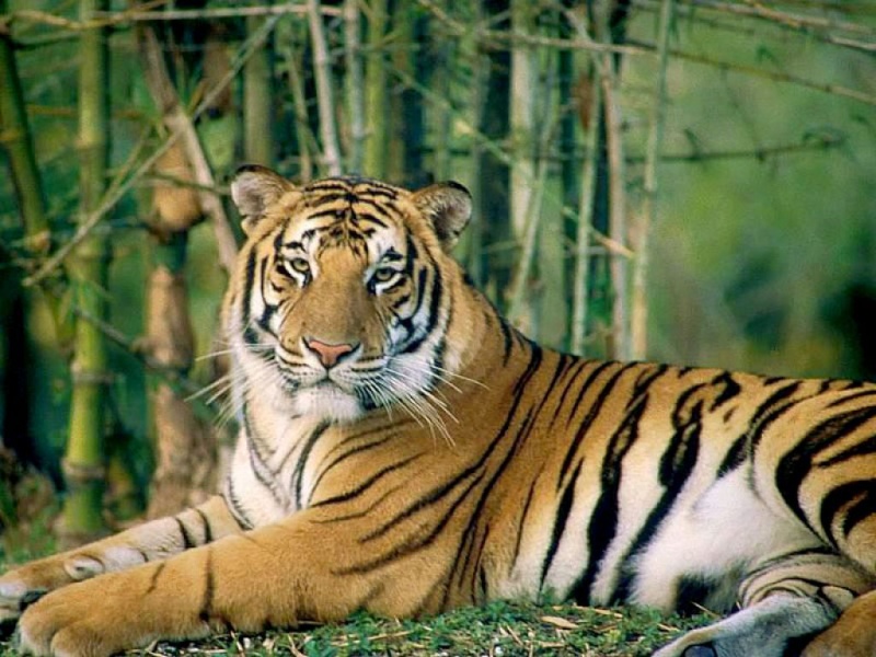 Proposition de Logo personnalis pour Shanti Tigres14