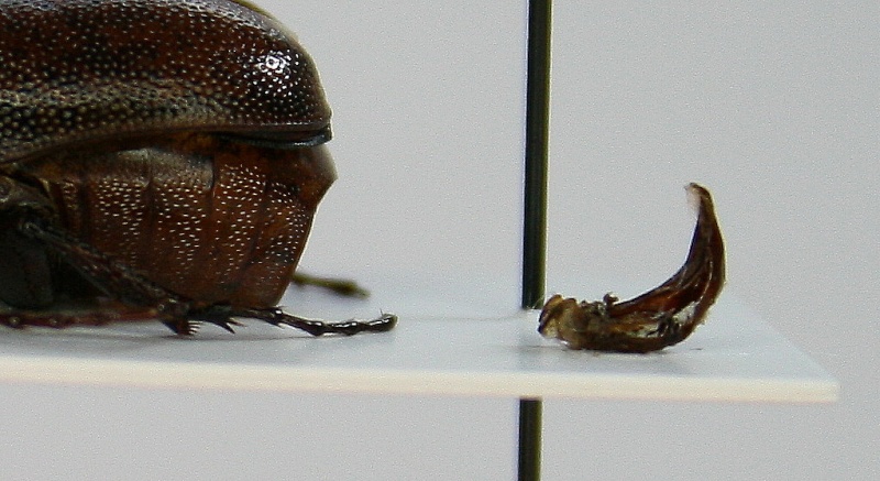 [Schizonycha sp] Melolonthidae sp 1 Sénégal Edeage10
