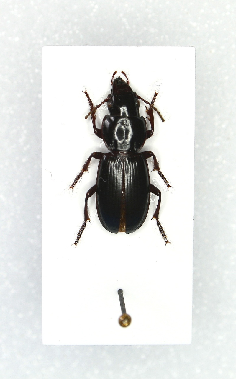 [Tapinopterus (Nesosteropus) creticus] Carabique Crétois 1 Img_9715