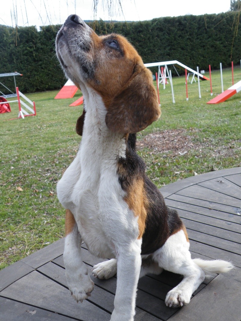 perdu VIDOC mâle beagle petit gabarit tatoué fevrier 2012 BARREME 04 Dscf7010