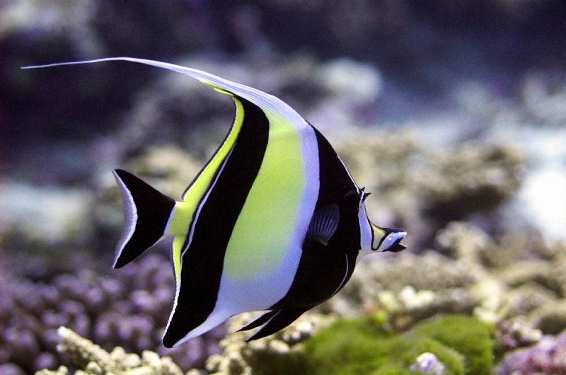 Quel poisson rêvez-vous de possèder? Zanclu10