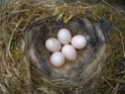 Identification d'un nid Dscn2523