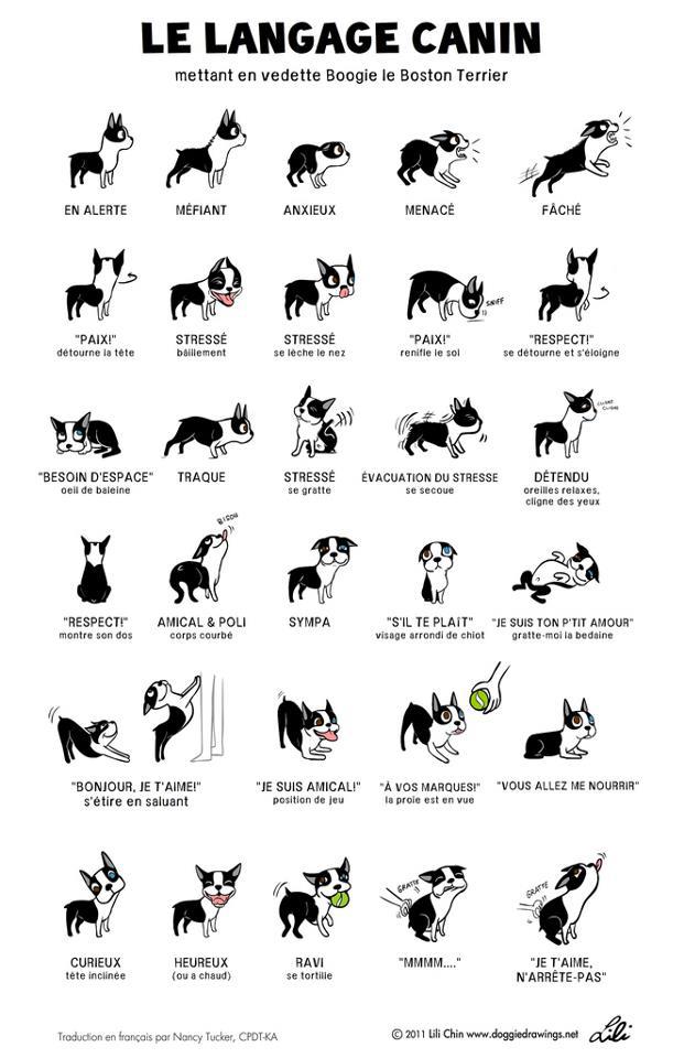 Comprendre le langage de votre chien Langag10