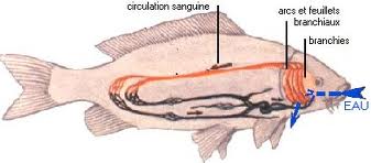 la circulation sanguine chez le poisson Circul10