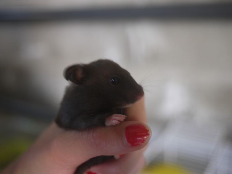 7 hamsters Doré a l'adoption (69) P1050116