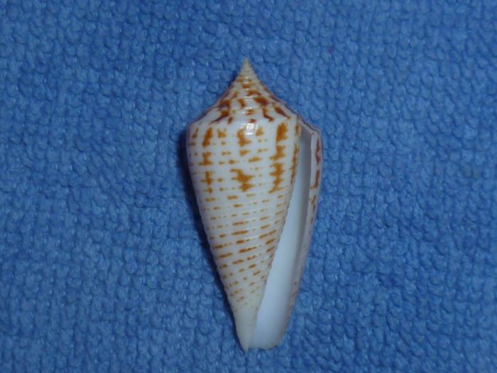 Conus (Phasmoconus) sogondensis (Poppe, Monnier & Tagaro, 2012) Mucron11