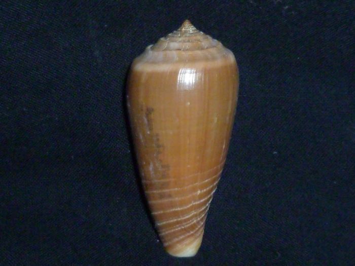 Conus (Phasmoconus) radiatus   Gmelin, 1791 P1020032