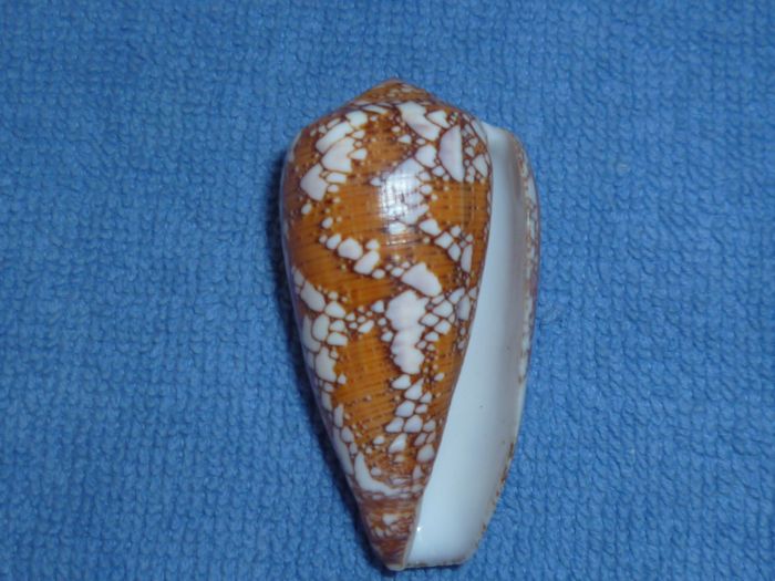 Conus (Darioconus) behelokensis   Lauer, 1989 Pennac10