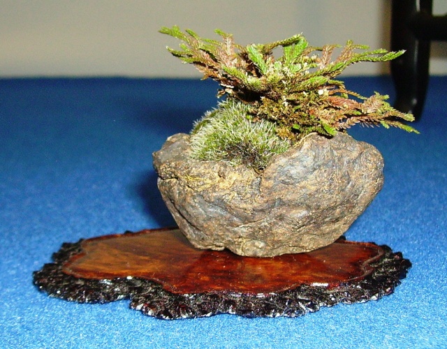 Kishu Juniper progression Pict1629