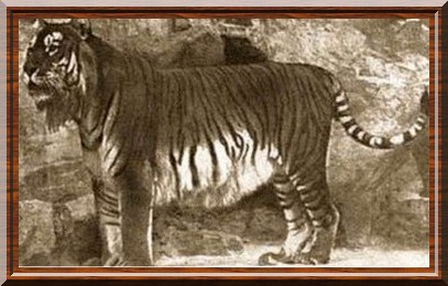 Le tigre de la Caspienne / Espèce disparue Tigre-10