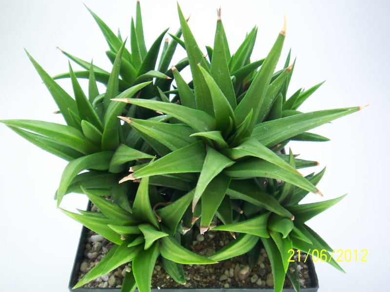 Haworthia glabrata v.lewiniensis Bild5442