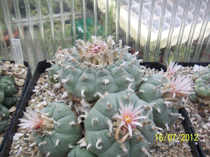 Cacti and Sukkulent in Köln, every day new flowers in the greenhouse Part 6 Bild5951