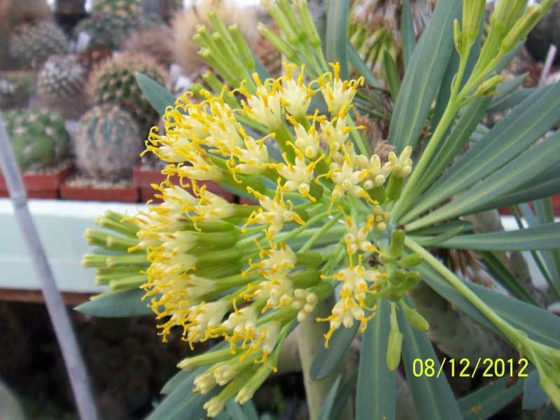 Cacti and Sukkulent in Köln, every day new flowers in the greenhouse Part 12   Bild6980