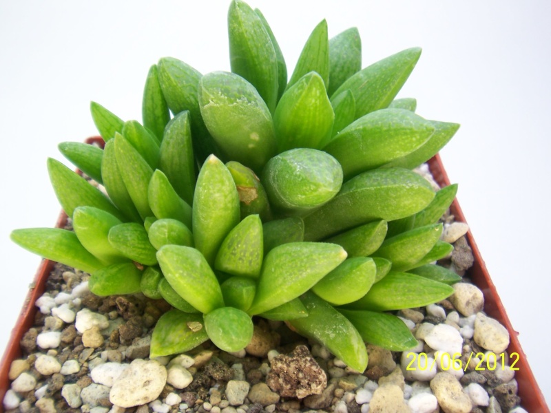 Haworthia obtusa Bild_021