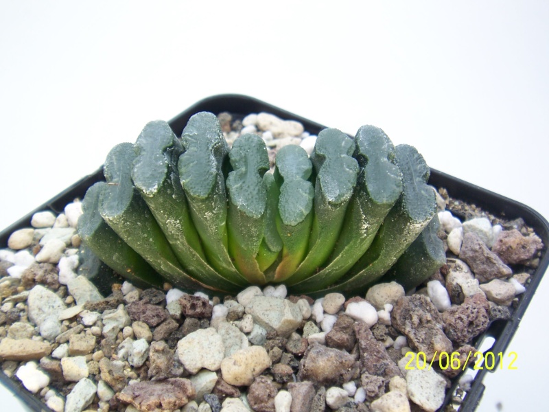 Haworthia truncata TM26/27 Bild_024