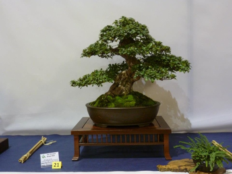 Mostra bonsai e suiseki del Coordinamento Emilia Romagna - San Marino  31111210