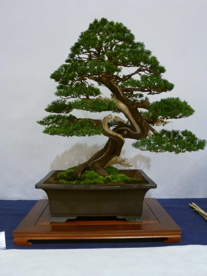 Mostra bonsai e suiseki del Coordinamento Emilia Romagna - San Marino  53112210