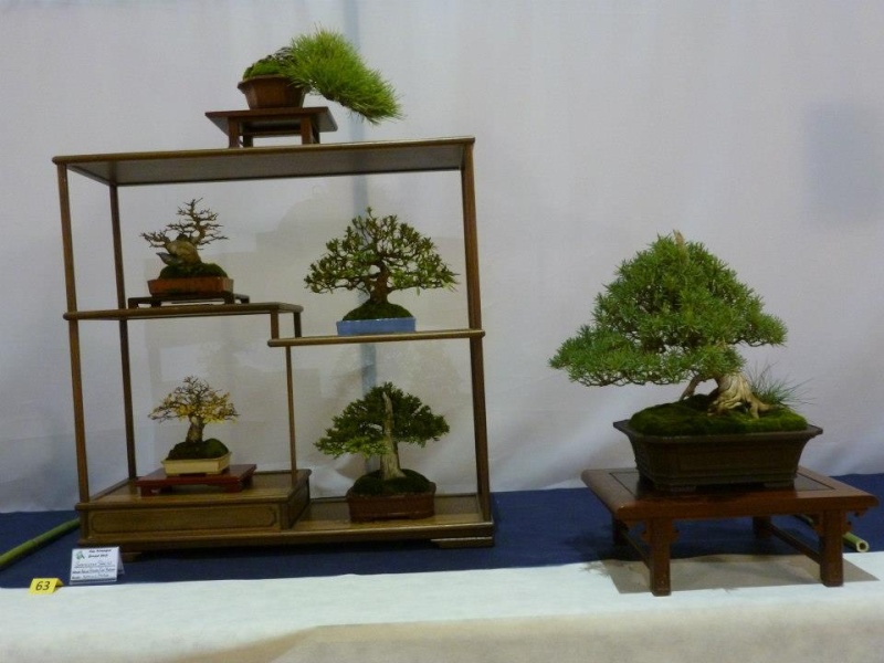 Mostra bonsai e suiseki del Coordinamento Emilia Romagna - San Marino  60235410