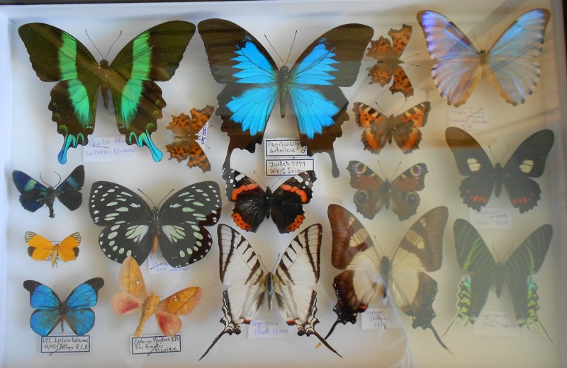 Présentation des collections Entomologiques - Page 3 Dscn0414