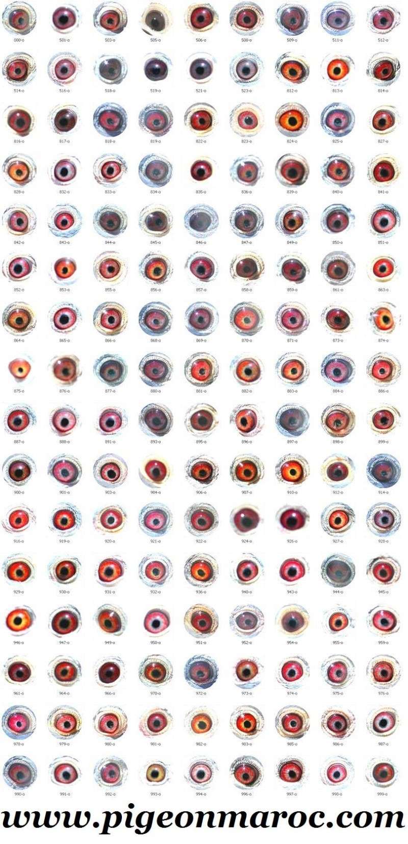 صورة توضح جميع انواع عيون الحمام الزاجل حصريا Solala10