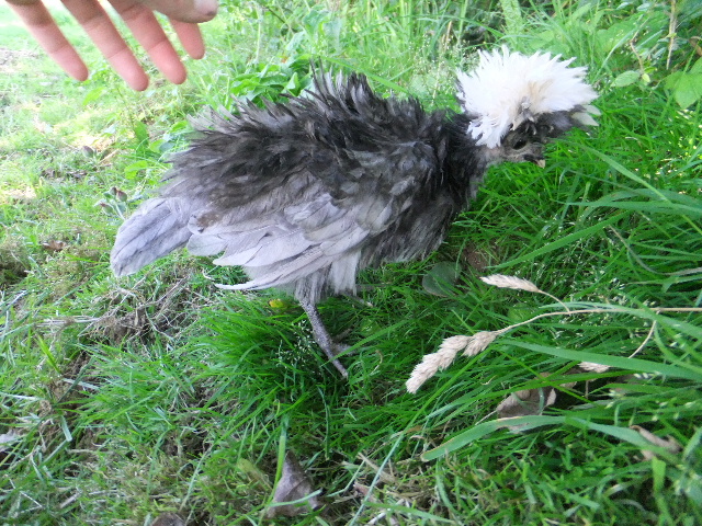 Les poussins de 2012 Dscf1717