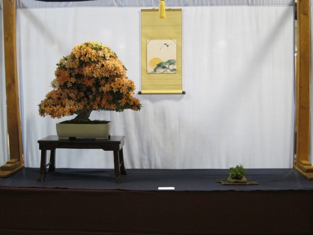 3rd US National Bonsai Exhibition in Rochester NY Bonsai33