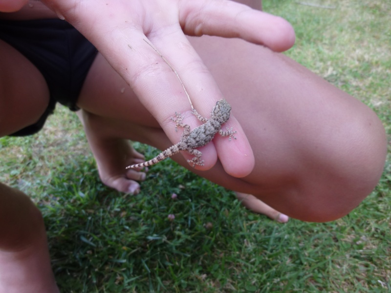 Gecko espagnol P1050411