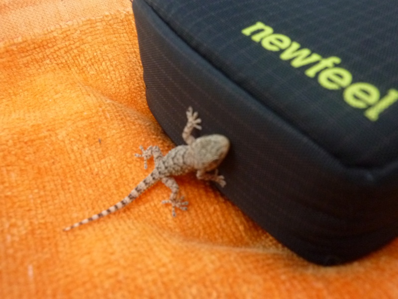 Gecko espagnol P1050412