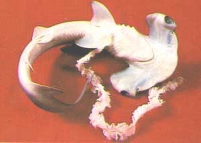 Accouplement et reproduction requins Hammer10