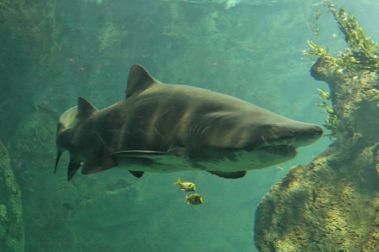 LE REQUIN TAUREAU Requin18