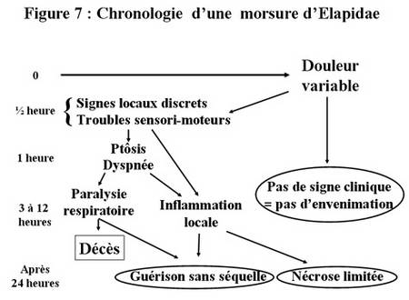 [DOSSIER] LES MORSURES DE SERPENTS DANS LE MONDE . Rtemag25