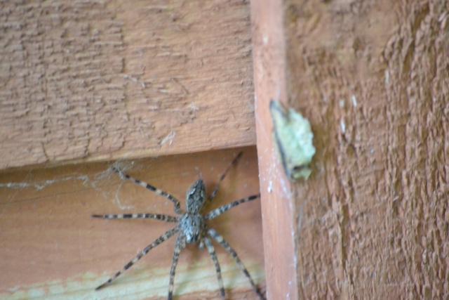 Petit spécial araignée du québec: 14_1110