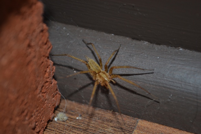 Petit spécial araignée du québec: 21_110