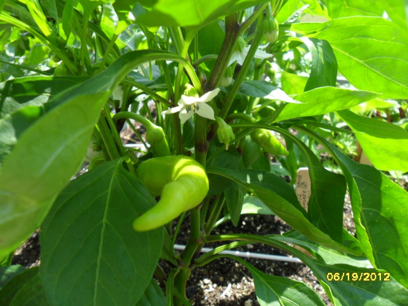 My first sweet banana pepper picture Pm_6-110
