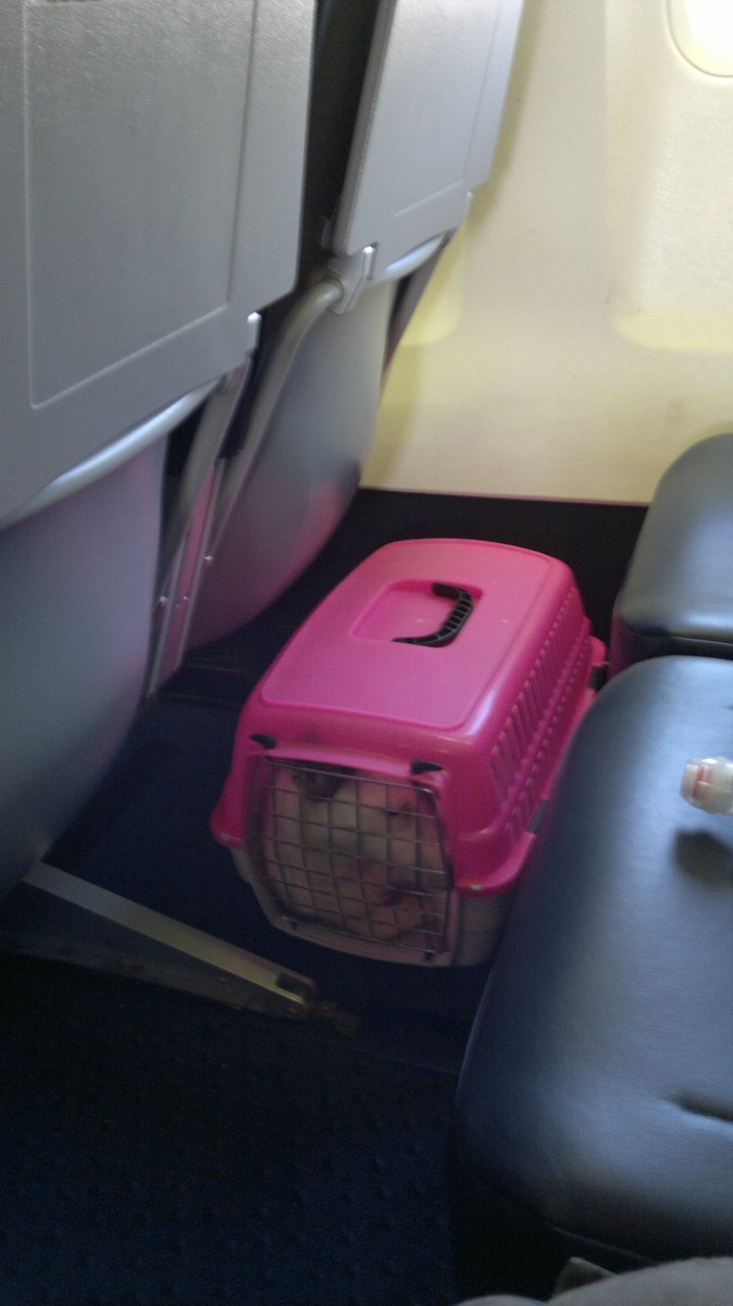 cane in aereo? 2012-023