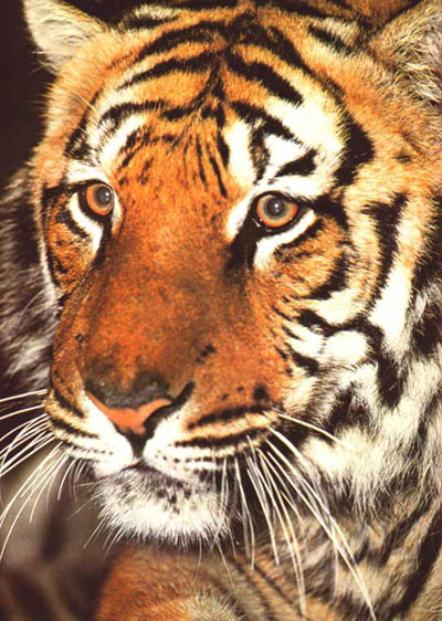 Petitions et causes Gtigre10