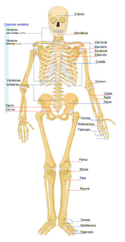 Clases de Anatomia Human_10